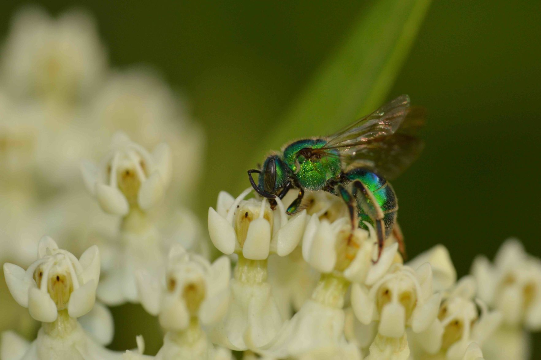 Sweat bee